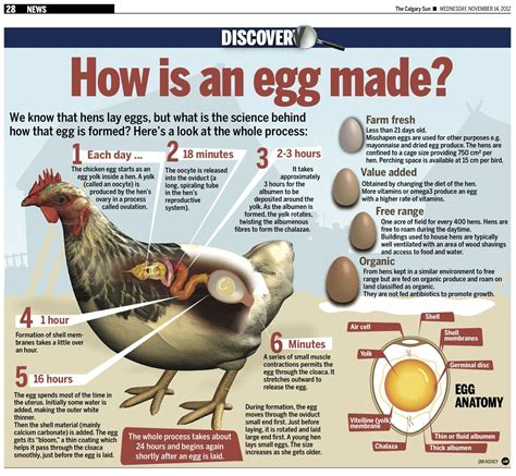 Mafic rooster egg